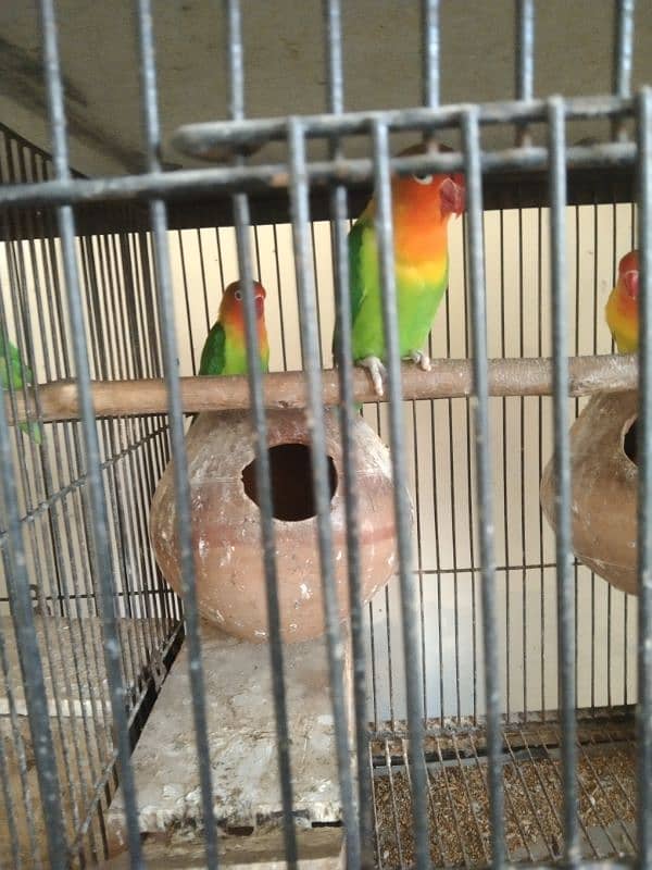 love bird for sale 4 pair all sale 8