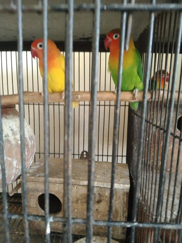 love bird for sale 4 pair all sale 9