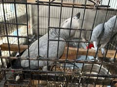 Grey Parrot Pair ( fully Active - Talkative )