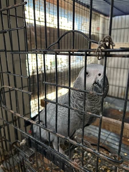 Grey Parrot Pair ( fully Active - Talkative ) 1