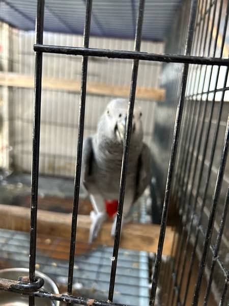 Grey Parrot Pair ( fully Active - Talkative ) 2