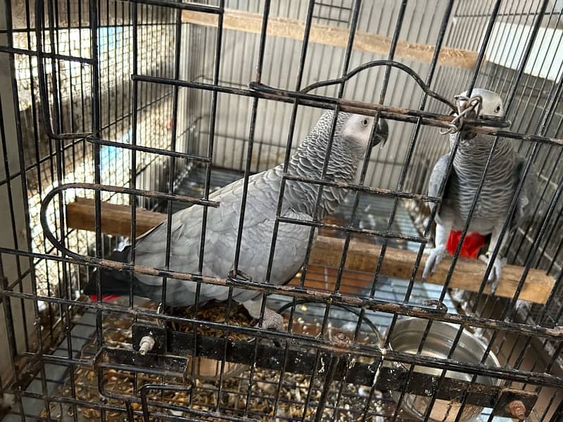 Grey Parrot Pair ( fully Active - Talkative ) 3