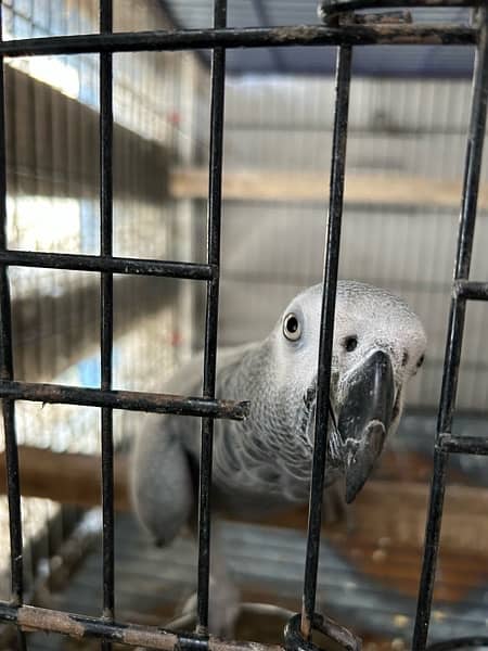 Grey Parrot Pair ( fully Active - Talkative ) 4