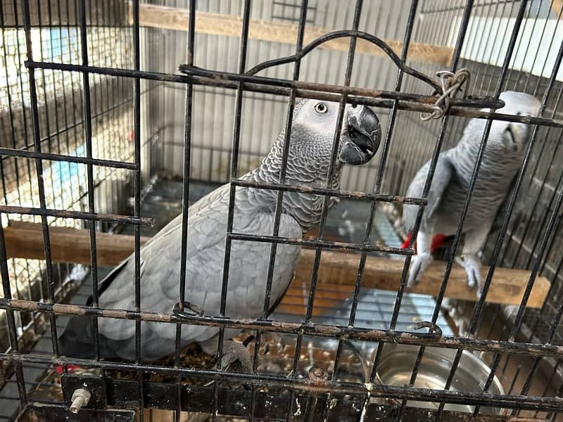 Grey Parrot Pair ( fully Active - Talkative ) 5