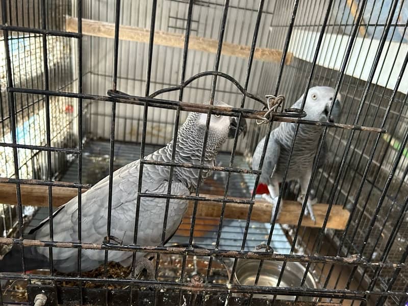 Grey Parrot Pair ( fully Active - Talkative ) 6