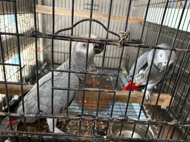 Grey Parrot Pair ( fully Active - Talkative ) 7