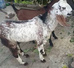 bakra for sale in abbottabad