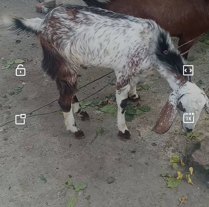 bakra for sale in abbottabad 1