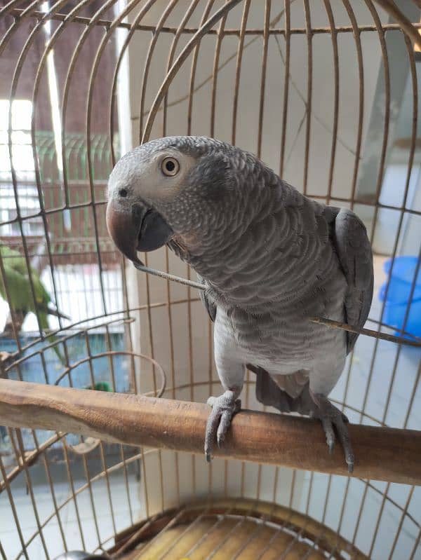 Red Factor Grey Parrot 1