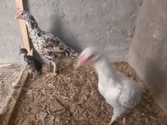 2 hens and 2 chicks for sale 0