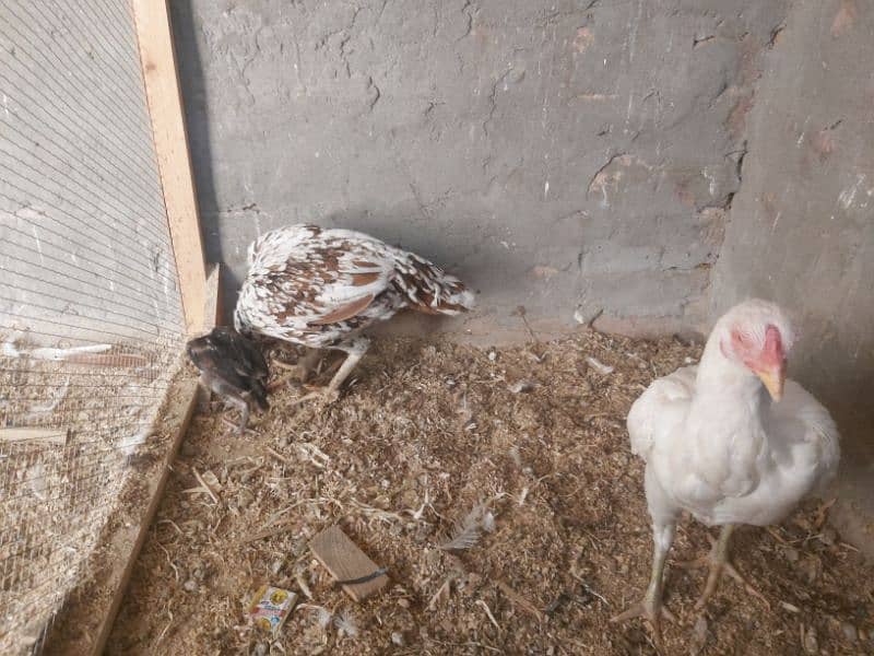 2 hens and 2 chicks for sale 1