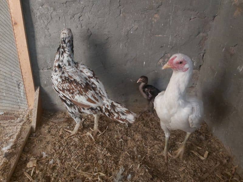 2 hens and 2 chicks for sale 5