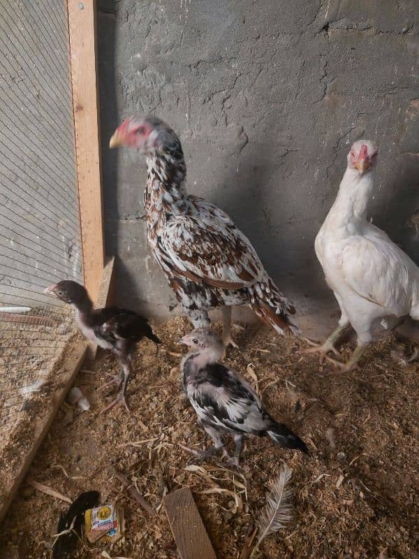 2 hens and 2 chicks for sale 8