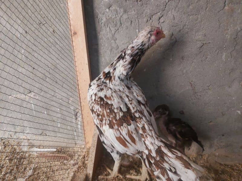 2 hens and 2 chicks for sale 11