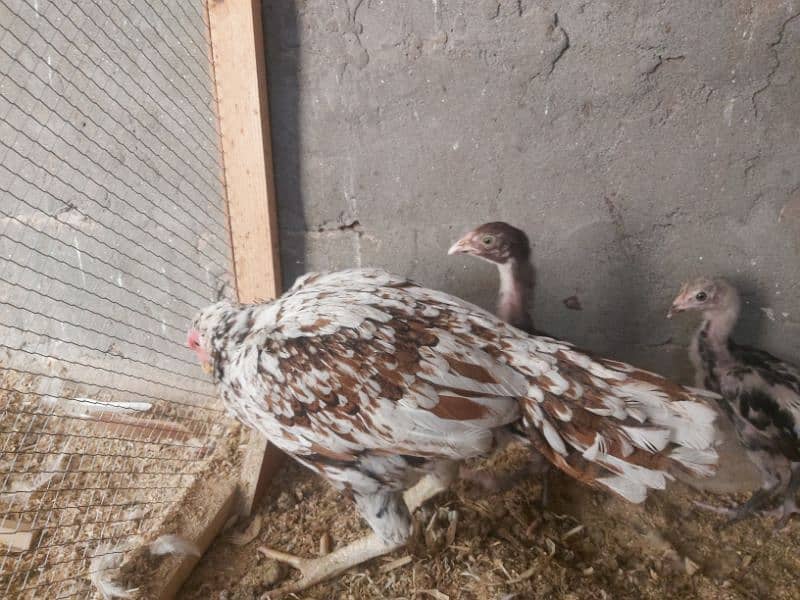 2 hens and 2 chicks for sale 12