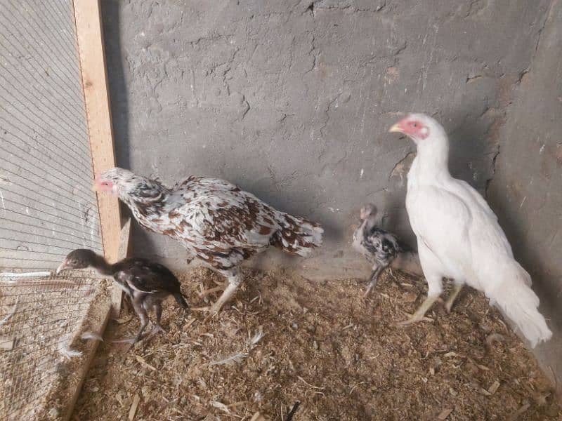 2 hens and 2 chicks for sale 15