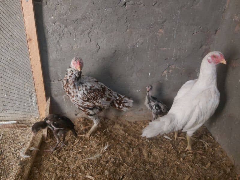 2 hens and 2 chicks for sale 16