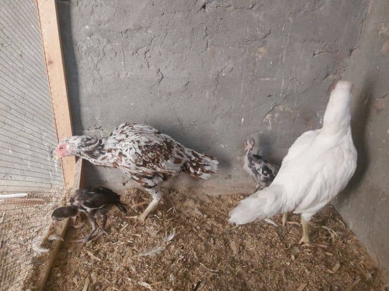 2 hens and 2 chicks for sale 17