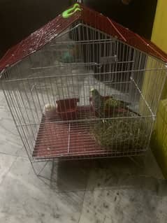 parrots pair for sale with cage