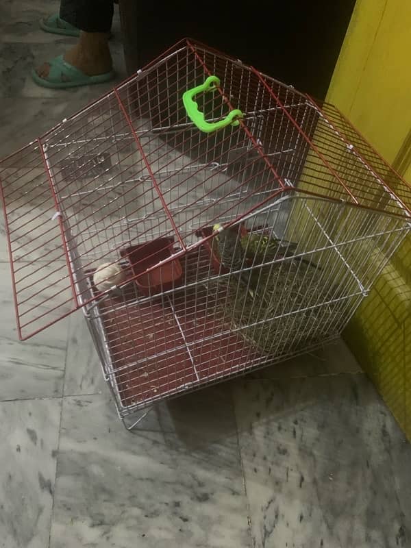 parrots pair for sale with cage 1