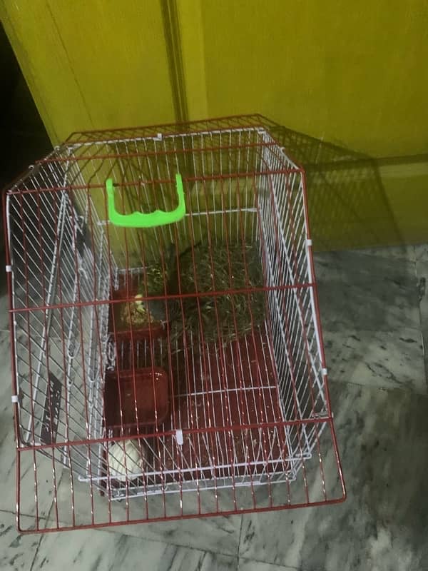 parrots pair for sale with cage 2