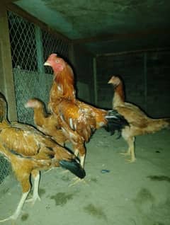 contect number 03047685312.   selling hens  male and female