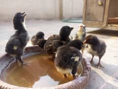 pure black mianwali chickss 0