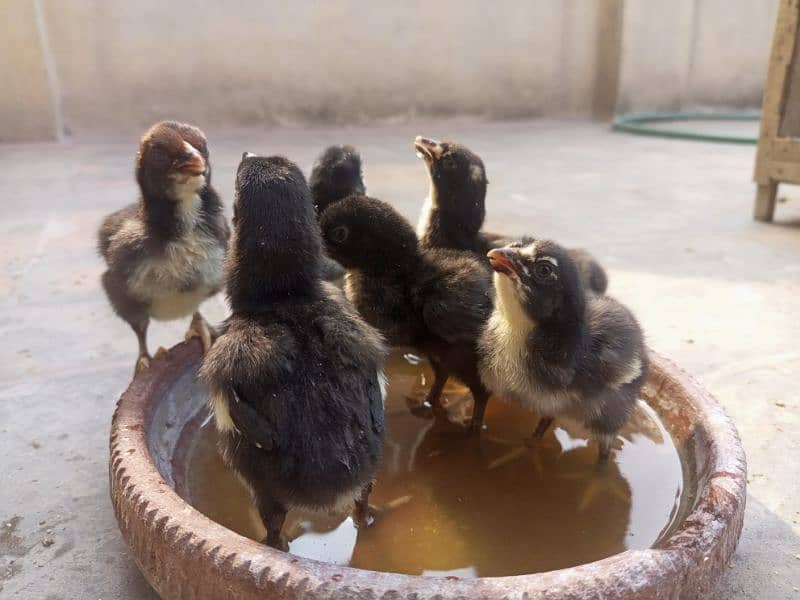 pure black mianwali chickss 1