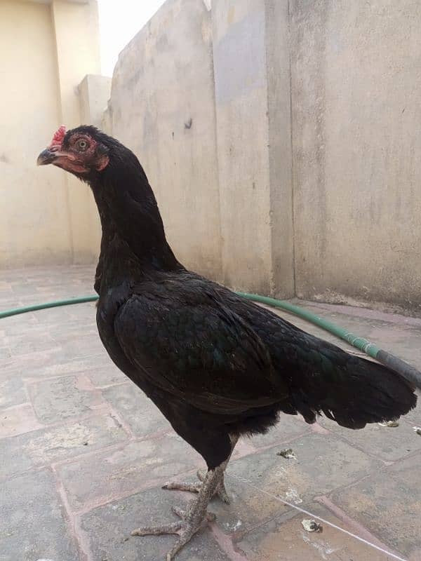 pure black mianwali chickss 2