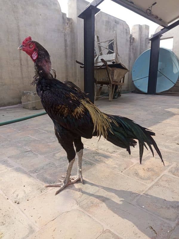 pure black mianwali chickss 5