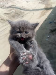 nebelung