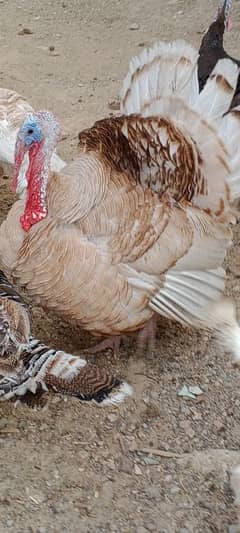 turkey breedar and ready to breed for sale