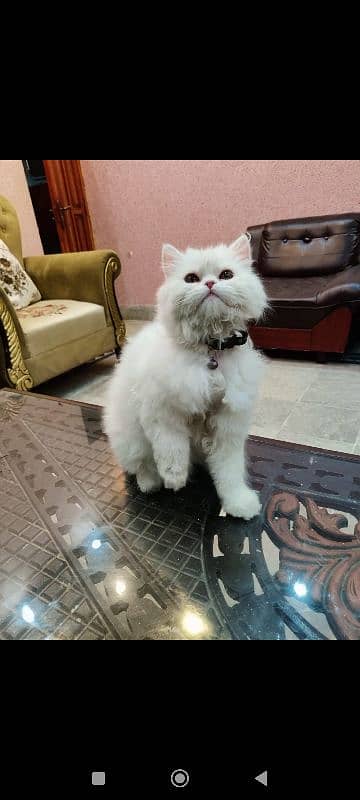 pue Persian female long coat white 1