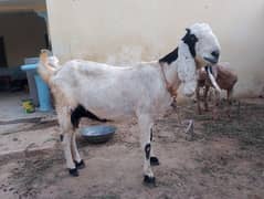 high quality bakri han