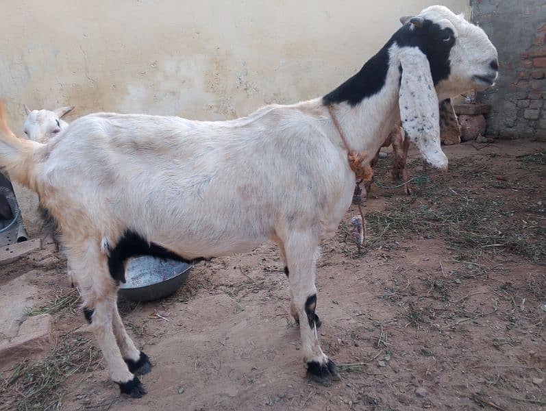 high quality bakri han 4