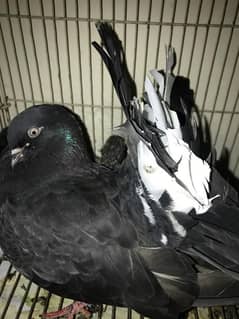 Lakay pigeons kaboter with chiks full black beauty