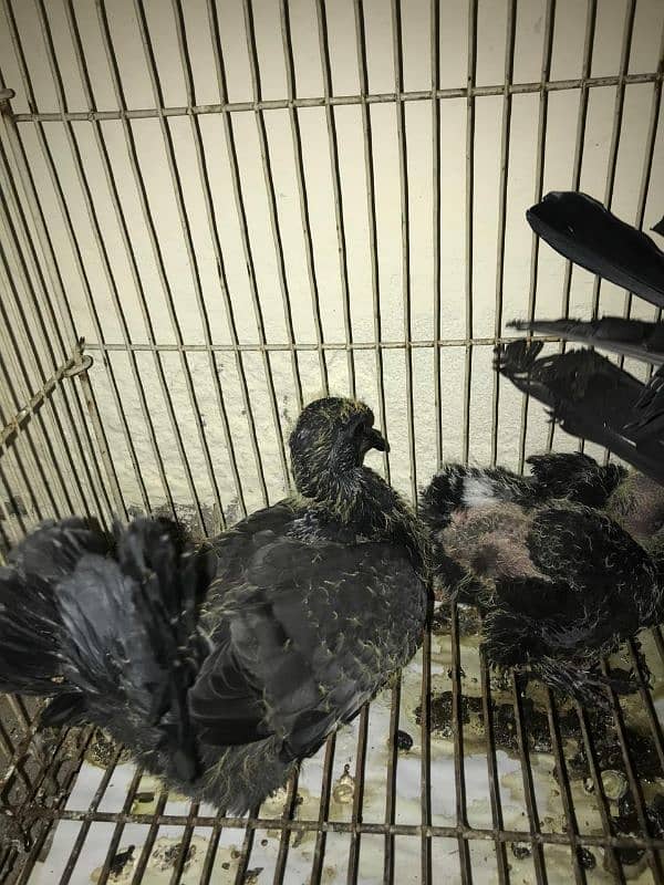 Lakay pigeons kaboter with chiks full black beauty 1