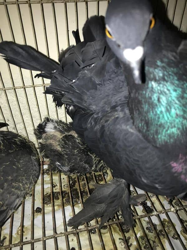 Lakay pigeons kaboter with chiks full black beauty 2