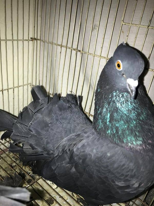 Lakay pigeons kaboter with chiks full black beauty 4