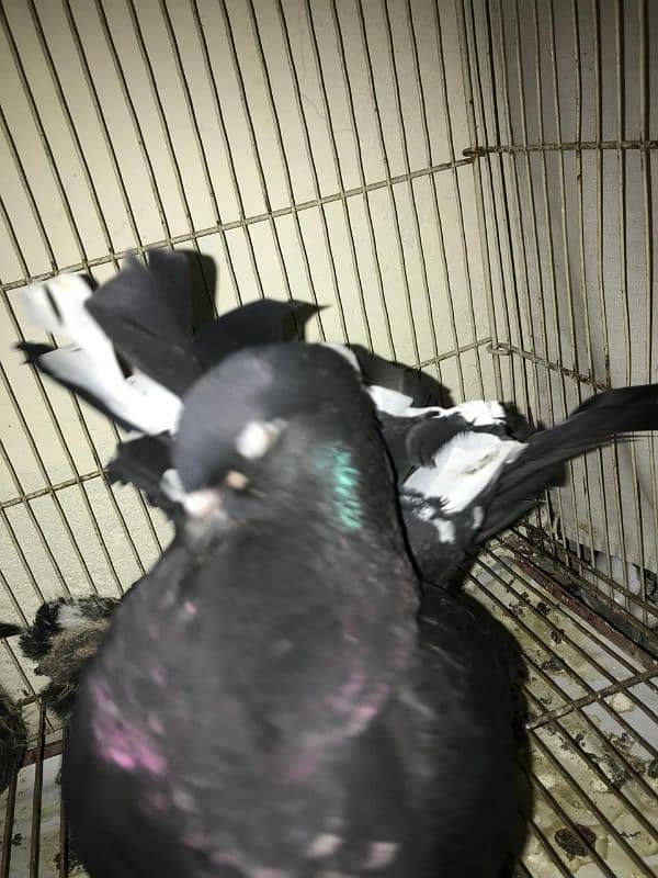 Lakay pigeons kaboter with chiks full black beauty 5