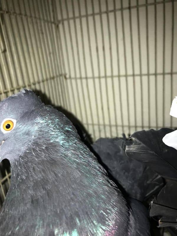 Lakay pigeons kaboter with chiks full black beauty 6