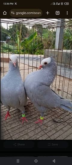 Silver mukhee breeder pair