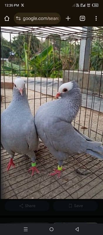 Silver mukhee breeder pair 0