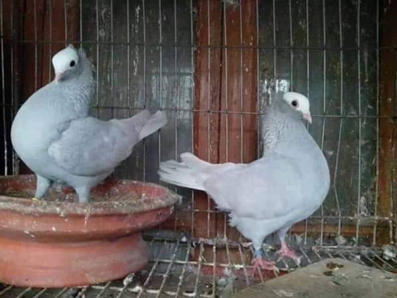 Silver mukhee breeder pair 1