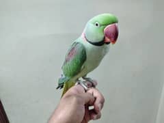 Raw Parrot Hand Tame