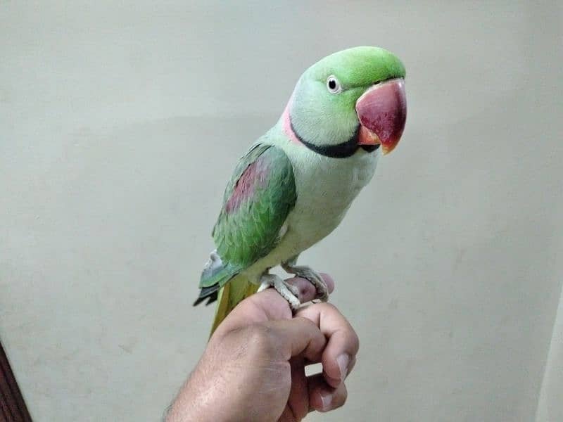 Raw Parrot Hand Tame 0