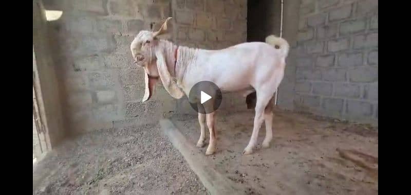 pure sindh breed kamori 5