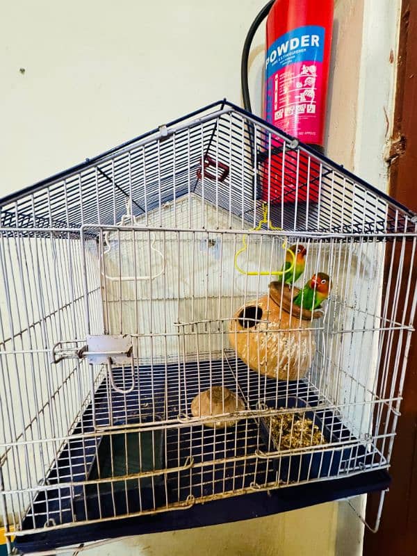 Fisher Pair or Cage k sath pinjra 6