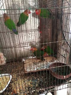 love birds for sale