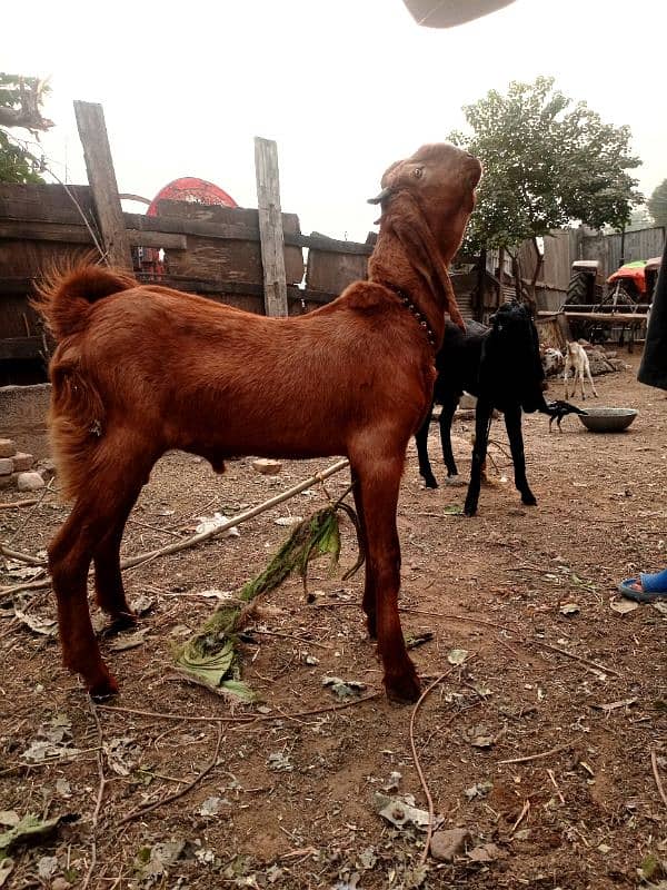 male bakry for sale available 2